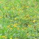 풀꽃카페 Daum카페