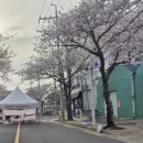 강남새힘마취통증의학과의원 | 서귀포 서호동 봄꽃하영이서 벚꽃 축제