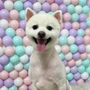 이쁘개귀엽개 이미지