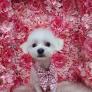 바비펫살롱 이미지