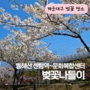 해운대구문화복합센터 | 해운대 숨은 벚꽃길 🌸 센텀역~문화복합센터 평지 산책코스