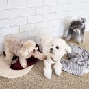 행복하댕 이미지