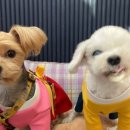 맘마드멍 이미지