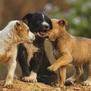 라파엘종합동물병원 이미지