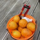 현아네 농장 이미지