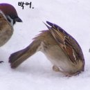 금잔디흑염소 이미지