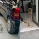 도도동물병원 이미지