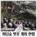 도척면-1 | 광주 화담숲 벚꽃 개화현황 2026.4.2. 관람후기 모노레일 늦으면?