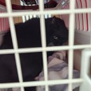 필종합동물병원 이미지