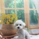 강아지미용실 이미지