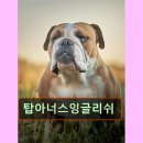 탑아너스잉글리쉬학원