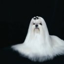 그리시아 화이트 매직 이미지