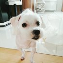 삐삐펫살롱 이미지