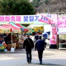 광양 매화 축제 홍싸리 가는 길 이미지