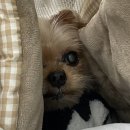 이기쁨동물병원 이미지