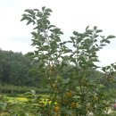 봉옥농장 이미지