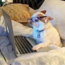 Gemini Man | 토익스피킹 독학 쌩노베 2주 벼락치기로 IH150달성 후기와 AI 공부법 학원아님광고아님