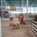 반곡 농장 이미지