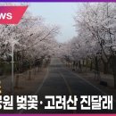 4월 초 인천대공원 벚꽃·고려산 진달래 만개 이미지