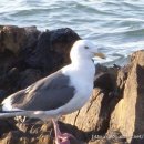 부산갈매기 - 영도구 대교로2번길 46-1 | 부산갈매기