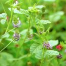 강력한 천연 비아그라....파고지(보골지,(학명 Psoralea corylifolia L.)) 이미지