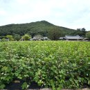 대구행정동우회 달성군 현장 답사 - 남평문씨세거지(인흥마을) 이미지