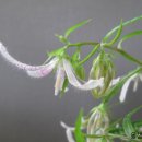 홍사초롱 이미지