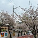 2024.04.08-09 한국일상｜진해에서 놀기, 벚꽃은 역시 진해, 돼지감자칩 맛있어, 다시 서울로 출발 :)