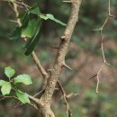 동백동산 이미지