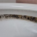 창보 | 영종도 창보밀레시티5단지 아파트 청소 후기｜곰팡이·고양이털 집중 케어 현장