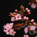 농업회사법인주식회사한도라지