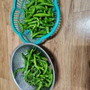 꽈리고추&amp;머위무침 이미지