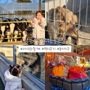 다온농장2 | [공지] 강릉 쌍둥이동물농장 먹이주기 놀이기구 아이와 정동진 근처 가볼만한 곳 추천