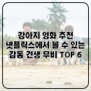 윌모텔 | 강아지 영화 추천 넷플릭스에서 볼 수 있는 감동 견생 무비 TOP 6
