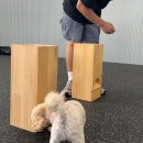 올 마스터 독 이미지