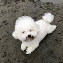 댕댕이꺼 네이버블로그