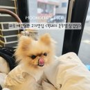 복돼지솥뚜껑 이미지