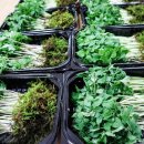 ㈜선샤인그린팜 이미지