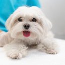 온하루 동물의료센터 이미지