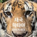 타이거순 | 태국 파타야 타이거 파크 다녀온 후기 / 저렴하게 이용하는 방법 / 꿀팁
