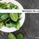 최강푸드 네이버블로그
