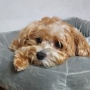 ZOO동물병원 이미지