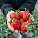 일한농장 이미지