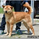 까치말진돗개농장 이미지