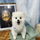 마산애견 이미지