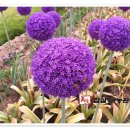 스타농장 이미지