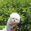 퍼피 비비드 이미지