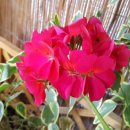 우리봄이네 이미지