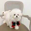 수아펫