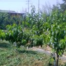 청운농장 이미지